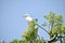 Majestic Heron on Vibrant Green Branch