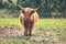 Majestic Highland cattle standing in a lush green meadow illuminated by the sun's warm light.