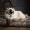 Majestic Himalayan Cat on Plush Velvet Cushion
