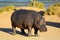 Majestic Hippopotamus stands by the edge of a tranquil body of water