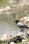 Majestic Hooded crow bird perched atop a rocky outcrop overlooking a tranquil body of water