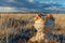 Majestic Horned Lizard Basking in Sunlight with Picturesque Desert Landscape in the Background