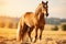 Majestic horse in golden wheat field at sunset, perfect for commercial photography
