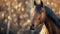 Majestic Horse Portrait at Golden Hour Backlit by Sunlight