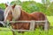 Majestic horses north German agricultural field nature landscape panorama Germany