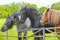 Majestic horses north German agricultural field nature landscape panorama Germany