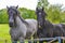 Majestic horses north German agricultural field nature landscape panorama Germany