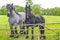 Majestic horses north German agricultural field nature landscape panorama Germany