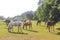 Majestic horses north German agricultural field nature landscape panorama Germany