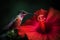 Majestic hummingbird, beautiful photography of a hummingbird feeding on hibiscus flower. Generative AI