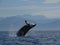 Majestic humpback whale breaches through the tranquil blue waters off the coast.