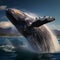 Majestic humpback whale splashing out of the Pacific Ocean waters