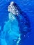 Majestic Humpback Whale up close