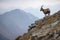 majestic ibex surveying the landscape from its lofty perch