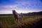 A majestic Icelandic Horse with a great backdrop