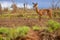 Majestic Impala Grazing on the Kenyan Tsavo East Savannah