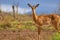 Majestic Impala Grazing on the Kenyan Tsavo East Savannah