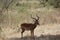 Majestic impala standing in the field under the shadow of a tree