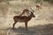 Majestic impala standing in the field under the shadow of a tree