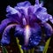 Majestic Iris: A Close-up of a Regal Purple Iris in Full Bloom