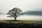 Majestic isolation a solitary tree emerges from the mist alone