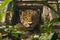 Majestic Jaguar Lying on Ancient Temple Ruins Surrounded by Lush Jungle Foliage