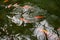 Majestic Japanese Koi Fish Swimming in Pond at Greenhouse. Japanese Carp Gracefully Gliding in Greenhouse Pond. Tranquil