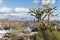 Majestic Joshua Tree in the Arizona Desert: A Symbol of Resilience