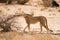 Majestic Kalahari cheetah sniffing a branch for scent of other cheetahs` marking while walking in the Kalahari desert