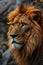 The Majestic King: A Lion\\\'s Regal Robes and Bewitching Gaze