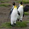 Majestic King Penguins standing side by side in a field dotted with green grass