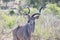 Majestic Kudu Bul