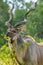 Majestic Kudu bull with big horns in a national park South Africa during a safari