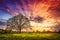 Majestic landscape of bright colorful sunrise over rural meadow with large tree in the spring morning