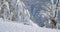 Majestic and large golden eagle landing in the snow at mountain peak at the winter