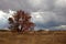 Majestic large tree in a grassy meadow with a dramatic stormy sky overhead