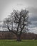 Majestic large tree stands tall in the middle of a lush green park, with white birds perched beneath