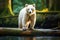 A majestic large white bear balanced on a log in a peaceful forest setting, White Spirit Bear walking on log along creek in