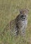 Majestic Leopard on a grassy hill, its gaze focused on the horizon