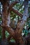 Majestic leopard perched atop a tree branch