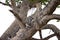 Majestic leopard relaxing in the tree in Serengeti, Tanzania