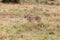 Majestic leopard standing in a lush grassland, its gaze focused ahead
