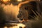 Majestic Lion Drinking from a Crystal Clear Stream at Sunset, generative AI