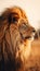 Majestic Lion in Golden Light, Wildlife Photography