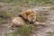 Majestic lion lounging in the dust in the South Africa