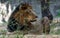 Majestic lion lounging in the grass with a lush forest in the background