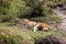 Majestic lion lounging peacefully in a grassy area near lush greenery and a tranquil body of water