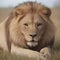 Majestic Lion in a Meadow - Created with generative AI