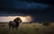 Majestic Lion in the middle of savanna with a stunning storm in the background. Amazing African Wildlife. Generative Ai