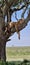 Majestic lion resting comfortably on a tree in the sun-drenched savanna of Africa